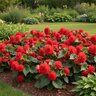 Begonia Bulb Superba Red Double Begonia