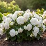 Begonia Bulb Superba White Double Begonia