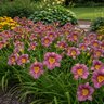 Hemerocallis Bulb Bare Root Purple D'Oro Daylily