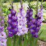 Gladiolus Bulb Blue Topic Sword Lily 12/14