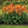 Canna Bulb Indica Taroudant Canna Lily 2/3 Eye