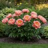 Paeonia Bulb X Intersectional Orange Victory Itoh Peony