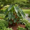 Colocasia Bulb Royal Hawaiian Hawaiian Punch Elephant Ears 9/11
