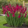 Gladiolus Bulb Plum Tart Sword Lily 12/14