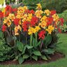 Canna Bulb Indica Assorted Mixture Canna Lily 3/5 Eye