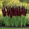Gladiolus Bulb Raven Sword Lily 12/14