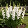 Gladiolus Bulb White Prosperity Sword Lily 12/14