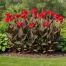 Canna Bulb Indica Red Dazzler Canna Lily 2/3 Eye