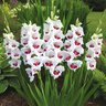 Gladiolus Bulb Fiorentina Sword Lily 12/14
