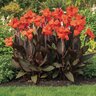 Canna Bulb Elite Orange Chocolate Canna Lily 3/5 Eye