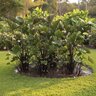 Colocasia Bulb Tea Cup Elephant Ears 9/11