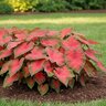 Caladium Bulb Fancy Leaf Postman Joyner Angel Wings #1