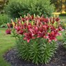 Rhodophiala Bulb Bifida Oxblood Lily 10/12