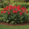 Canna Bulb CannaSol Happy Carmen Canna Lily 3/5 Eye