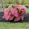 Caladium Bulb Fancy Leaf Fannie Munson Angel Wings