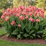 Canna Bulb Elite Rosita Canna Lily 3/5 Eye