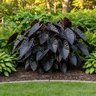 Colocasia Bulb Diamond Head Elephant Ears 9/11