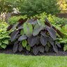 Colocasia Bulb Esculenta Black Magic Elephant Ears 7/9