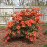 Rhododendron X Mary Poppins Azalea