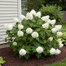 Hydrangea Quercifolia Vaughns Lillie Oakleaf Hydrangea