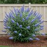 Buddleja davidii Buzz Tobudskybl Sky Blue Butterfly Bush