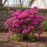 Rhododendron X Mildred Mae Azalea