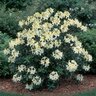 Rhododendron X Northern Hi-Lights Azalea