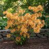 Rhododendron X Northern Lights Golden Lights Azalea