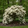 Rhododedron X Snow White Knap Hill Azalea