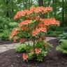 Rhododendron x Tallulah Sunrise Azalea