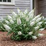 Buddleja x Chrysalis White Butterfly Bush