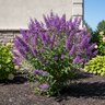 Caryopteris X Clandonensis Bluebeard