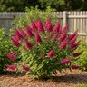 Buddleja davidii Monarch Queen of Hearts Butterfly Bush