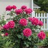 Rosa X Pretty Lady Hybrid Tea Rose