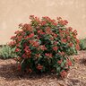 Hypericum x inodorum Magical Red Fame St. Johns Wort