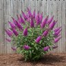 Buddleja x Flutterby Petite Tutti Fruitti Butterfly Bush