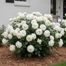 Rosa Floribunda Romantica Bolero Rose