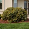 Hypericum Frondosum Golden St. John's Wort