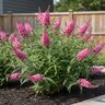 Buddleja davidii Dapper Pink Butterfly Bush