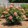 Rosa Floribunda True Bloom True Sincerity Hybrid Tea Rose
