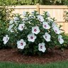 Hibiscus Moscheutos Head Over Heels Dream Hardy Hibiscus