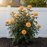 Rosa Grandiflora Sunbelt South Africa Rose