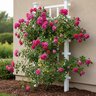 Rosa X True Bloom True Gratitude Climbing Rose