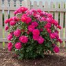 Rosa X Highwire Flyer Climbing Rose