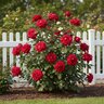 Rosa x Mister Lincoln Hybrid Tea Rose