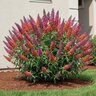 Buddleja x Weyeriana Bicolor Butterfly Bush