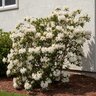 Rhododendron X Fragrant Star Azalea