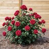Rosa X True Bloom True Love Hybrid Tea Rose