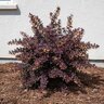 Berberis Thunbergii Lava Nugget Barberry