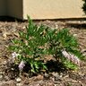 Indigofera Decora Chinese Indigo